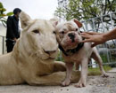 Cambodian PM allows return of seized pet lion to owner